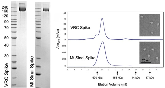 Verification of Spike trimer structure using SDS-PAGE, analytical size exclusion chromatography and transmission electron microscopy.