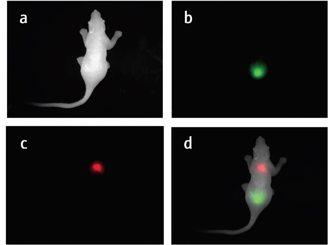 In Vivo Fluorescence Imaging with GFP and RFP a) White image of the silicone mouse. b) GFP signal in the silicone mouse. c) RFP signal in the silicone mouse. d) Composited white channel, GFP channel and RFP channel to help visualize the GFP and RFP signal