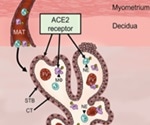Maternal immune cells could bring SARS-CoV-2 to the placenta