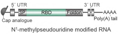 Molecule design of BNT162b1.