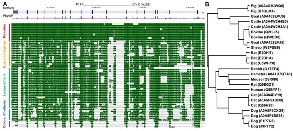 Conservation analysis of ACE2 gene.