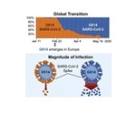 SARS-CoV-2 Spike D614G Mutant is More Transmissible than Other Mutants