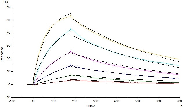 Anti-Human TIGIT MAb (Mouse IgG1) captured on CM5 chip via Anti-Mouse antibodies surface, can bind Human TIGIT, His Tag (Cat. No. TIT-H52H3) with an affinity constant of 3.93 nM as determined in a SPR assay (Biacore T200).