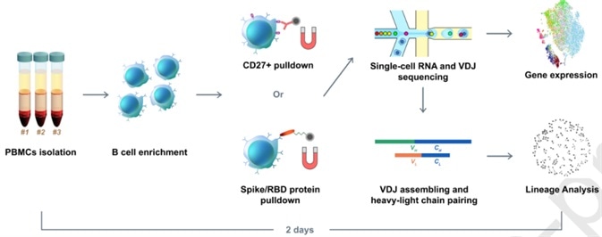Illustration of RBD binding B cells enrichment using RBD and S protein pre-coupled magnetic beads.
