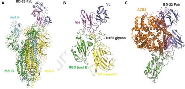 3D reconstruction results of Cryo-EM.