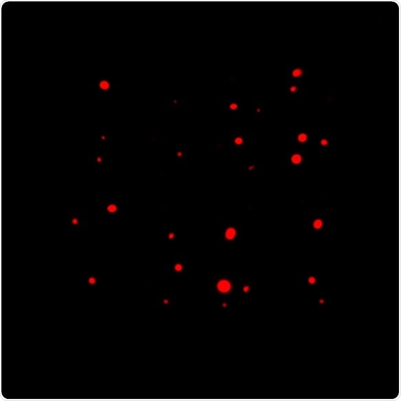 b) Red fluorescent colonies.