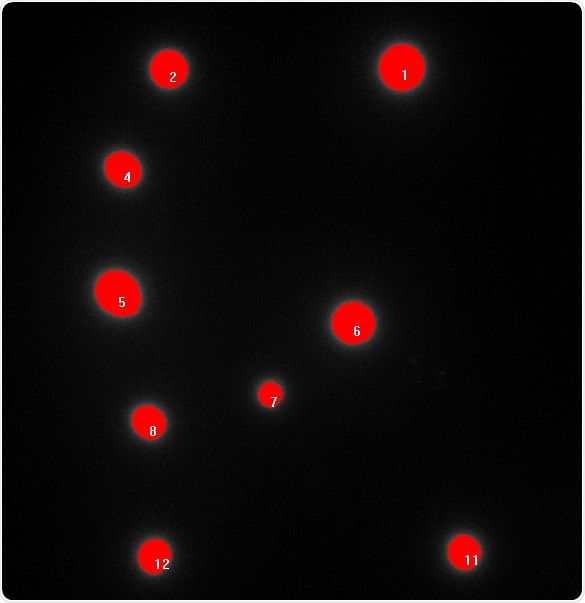 b) Red fluorescent colony count analysis.