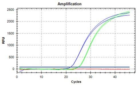Extracting DNA from Food Samples DNA extracted from 100 mg ground hazelnut, amplified and detected with qRT-PCR in duplicates (blue curves undiluted, green curves 1:10 dilution).