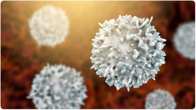 B cells B cells