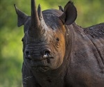 Humans to blame for rapid extinction of mammals