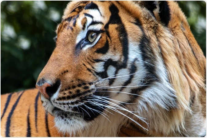 tiger coronavirus
