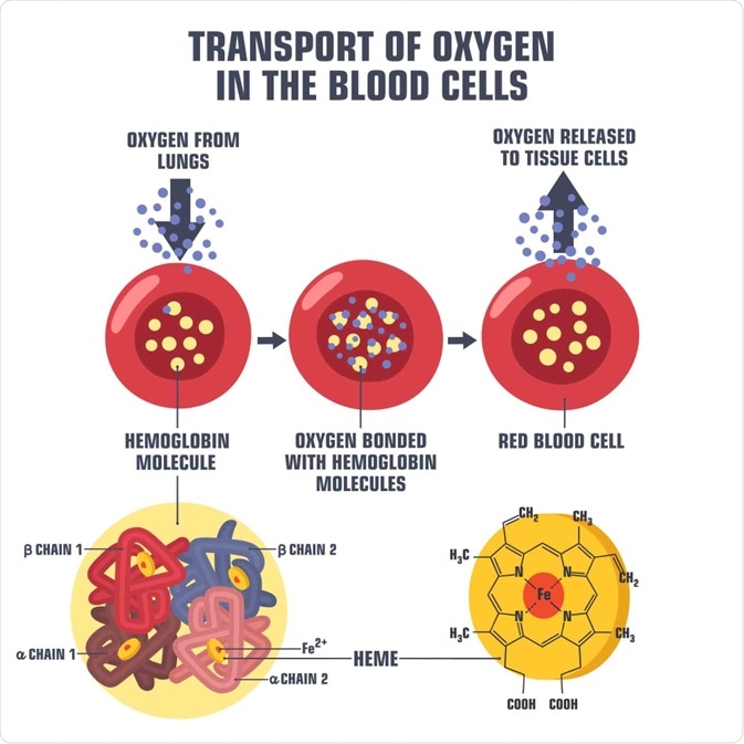hemoglobin