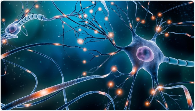 neurons neurons