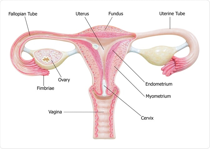 ovaries