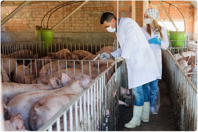 swine flu