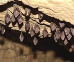 Researchers map genetic changes that may have facilitated SARS-CoV-2’s jump from bats to humans