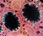 SARS-CoV-2 delta variant generates infections more quickly than previous strains