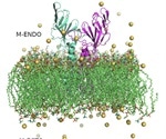 What impact does temperature have on SARS-CoV-2 M protein dynamics?