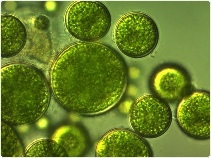 algae