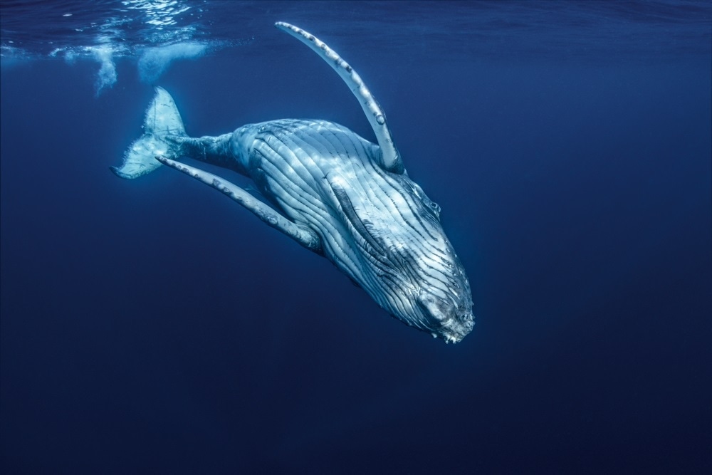 whale
