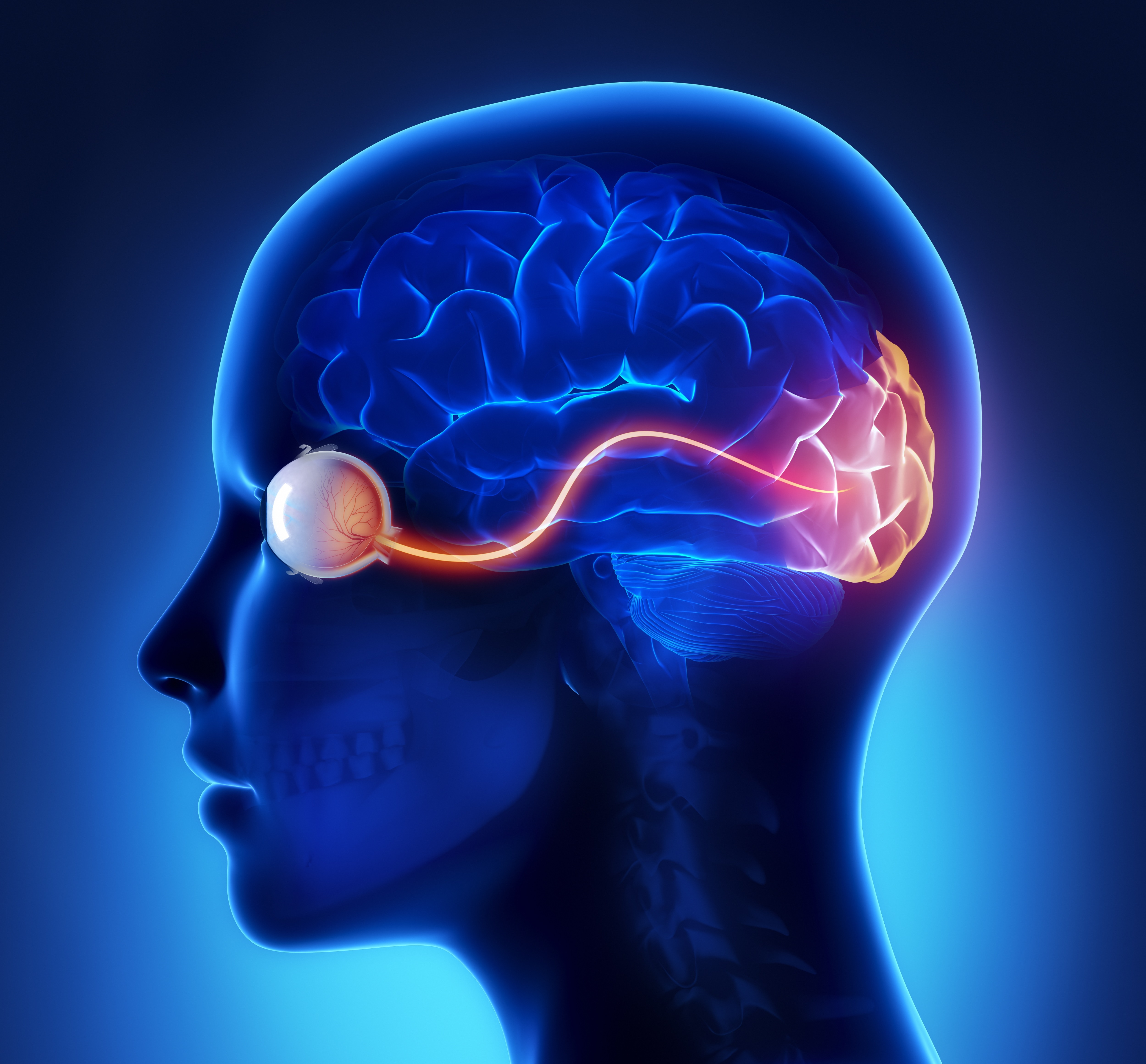 visual cortex