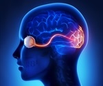 How do Visual Neurons Work?