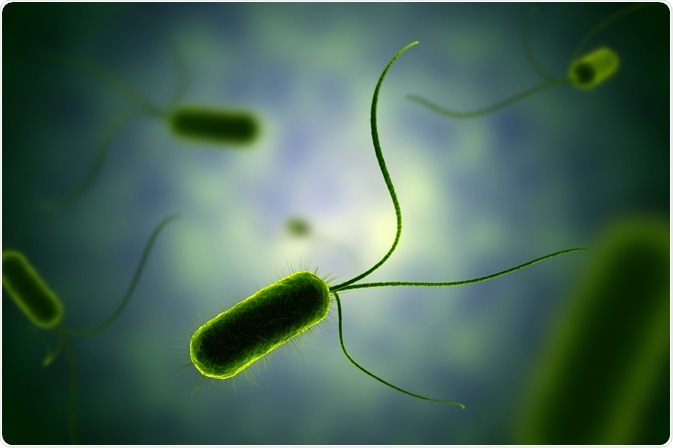 flagella