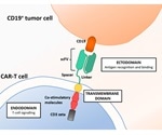 Evaluating CD19 CAR expression levels in clinical trial and quality checks