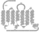 G-Protein coupled receptors (GPCRs) and their role in targeted drug development