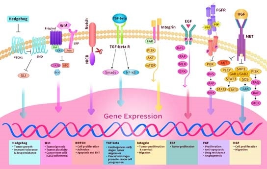 The tumor microenvironment: A summary of components and important pathways