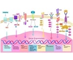 The tumor microenvironment: A summary of components and important pathways
