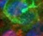Defined & Controllable Extracellular Matrix for Cell Culture