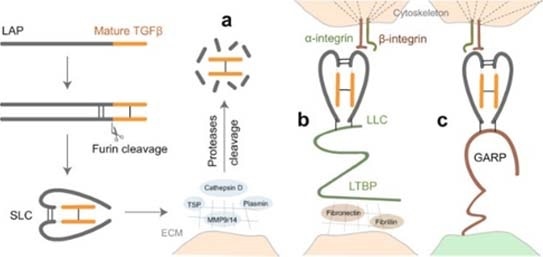The tumor microenvironment: A summary of components and important pathways