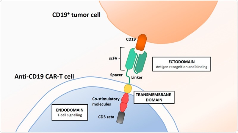 Evaluating CD19 CAR expression levels in clinical trial and quality checks