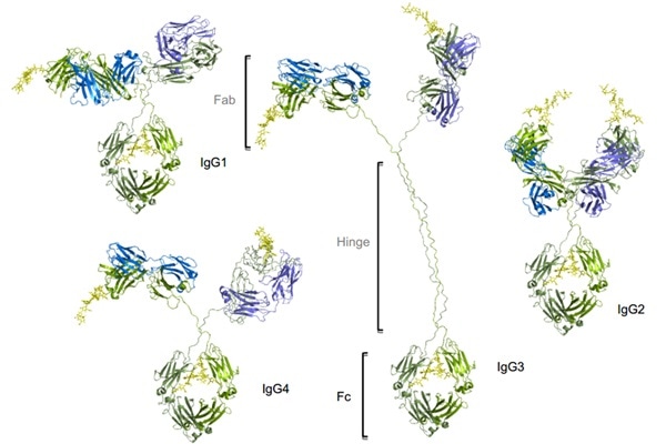 Four subtypes of IgG exist in humans: IgG1, IgG2, IgG3, IgG4. Conserved Asn 297 amino acids in the Fc region with N-glycans attached (shown in yellow), Heavy chains are shown in green, and light chains are shown in blue and purple.