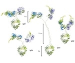 Fc receptors: A classification and overview