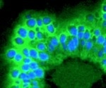 Advanced tools for Glycobiology research