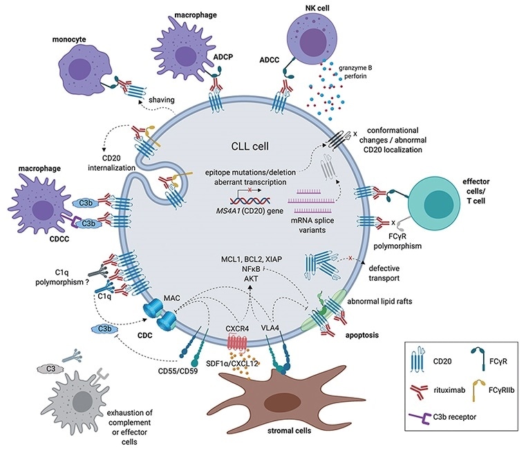 The mechanism of action of anti-CD20 antibodies.