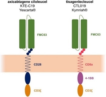 Evaluating CD19 CAR expression levels in clinical trial and quality checks