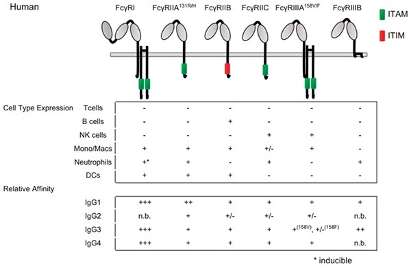 Fc–FcγRs interactions and FcγRs expression across cell subsets in humans. For cell-type expression, + indicates constitutive expression, +* indicates inducible expression, and − indicates no expression. For relative affinities, +++ indicates lower than 1 μM, ++ indicates 1–10 μM, + indicates 10–100 μM, +/− indicates higher than 100 μM and n.b. indicates no binding. †Indicates binding observed with no affinity reported.