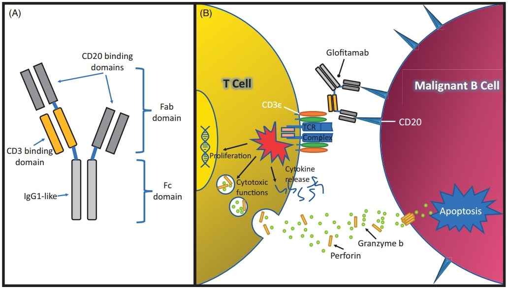 The structure and mechanism of Glofitamab.