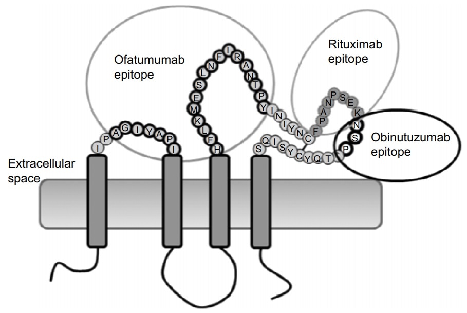 Full-length CD20 proteins.