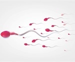 Impact of SARS-CoV-2 infection on human semen quality