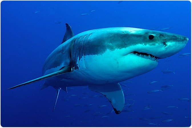 Great White Shark Great White Shark