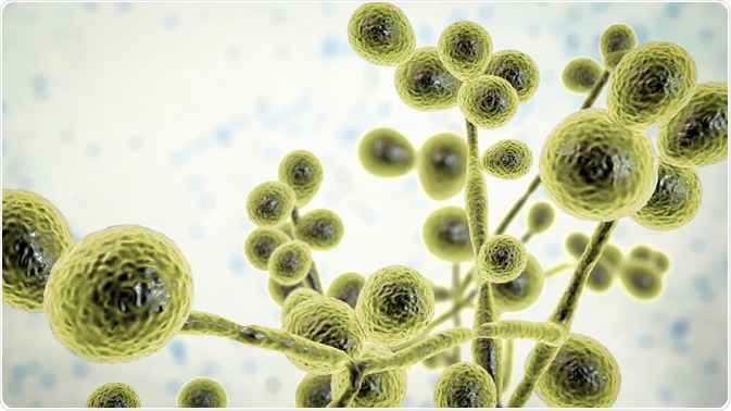 Candida fungi Candida fungi