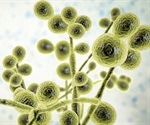 What are Fungi?