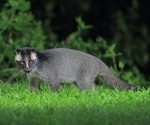 Game animals as potential drivers of disease emergence