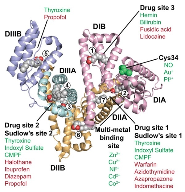 Crystalline structure of HSA.