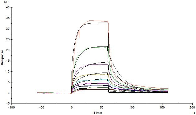 Human Serum Albumin Protein, His Tag (Cat. No. HSA-H5220) immobilized on CM4 Chip can bind Human FCGRT&B2M Heterodimer Protein, His Tag (Cat. No. FCN-H52W7) with an affinity constant of 0.381 μM as determined in an SPR assay (Biacore T200).