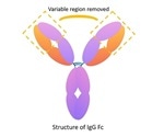 Anti-tumor treatment with a Nanobody